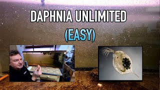 How I Raise Daphnia Water Fleas And You Can Too [upl. by Macnamara]