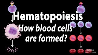 Hematopoiesis  Formation of Blood Cells Animation [upl. by Lerud483]