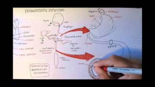 Digestive System Anatomy [upl. by Endaira]