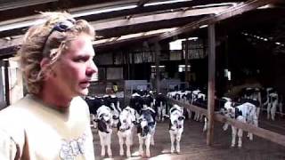 Calf Feeder CF150  DeLaval Automated Milking Solutions  DeLaval [upl. by Finkelstein435]