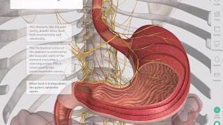 The GastroIntestinal Tract  Complete Anatomy [upl. by Budding]