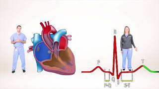 ECG for Beginners Understanding the waves of ECG P wave QRS complex [upl. by Smailliw]