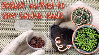 How to Grow Cactus from Seeds like a Pro [upl. by Negriv]