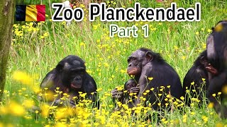 Zoo Planckendael Part 1 [upl. by Aneeuqal]