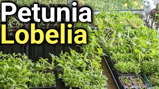 How to Grow Lobelia and Petunias  Flowers for Beginners [upl. by Aralc]