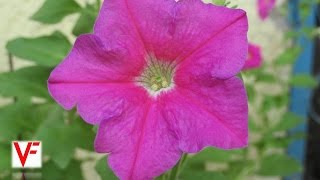 Collecting Seeds from Petunia Flower [upl. by Amsirahc]