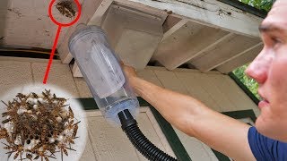 Vacuum vs Wasp Nest  Keeping Wasps as Pets [upl. by Clea]