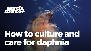 Caring and Culturing for Daphnia [upl. by Atteuqal]