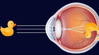 ÓPTICA DE LA VISIÓN [upl. by Adama]