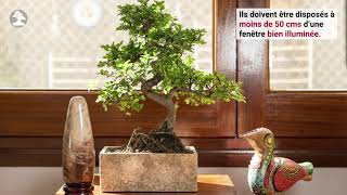 Soins de base du bonsaï dintérieur  Mistral Bonsai [upl. by Eelta]