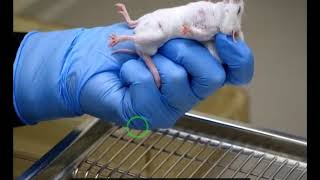 Rodent Handling and Restraining Techniques Experiment  2 PHARM413 I PART 2 of 2 [upl. by Maximo]