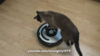 Cat shows HOW TO use iRobot Roomba Vacuum [upl. by Leiuqeze]