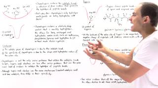 Specificity of Serine Proteases Chymotrypsin Trypsin and Elastase [upl. by Docila279]