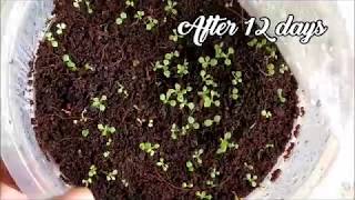 How To Germinate Petunia Seeds   Whimsy Crafter [upl. by Alleris864]