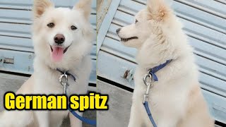 cute German spitz Dog available for sale [upl. by Darrey]