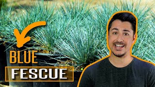 How to use Blue Fescue Festuca glauca in your garden [upl. by Harrietta898]