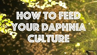 How To Feed Your Daphnia Culture [upl. by Reizarf]