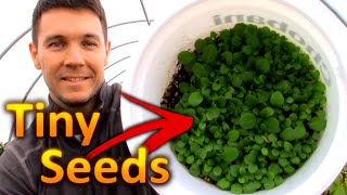 How to Grow PETUNIAS from SEEDS Part 1 Collecting and Germinating Petunia Seeds [upl. by Akirre]