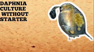 HOW TO CULTURE DAPHNIA NATURALLY WITHOUT A STARTER [upl. by Worlock281]