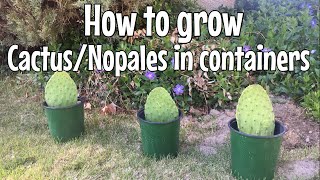 How to grow CACTUS  NOPALES in containers [upl. by Oyr]