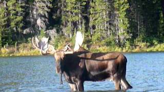 Huge bull moose grunting in lake  Glacier National Park Sept 09 [upl. by Adlaremse]