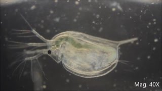 Daphnia magna under the Microscope [upl. by Napas]