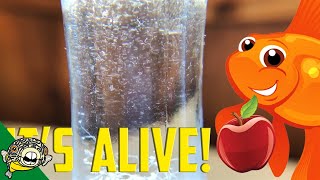 How to culture Vinegar Eels The EASY Way Live Fish Food [upl. by Salman]