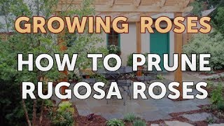 How to Prune Rugosa Roses [upl. by Eveleen]