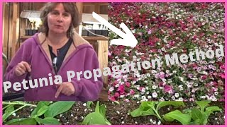 How to Propagate Petunia Propagation Cuttings From Seed  Petunia Cuttings [upl. by Yblehs]