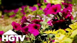 How to Plant Petunias  Gardening Tips  HGTV [upl. by Llebiram231]