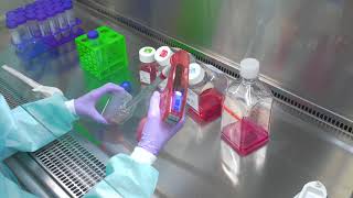 Passaging Cells Cell Culture Basics [upl. by Furlani]