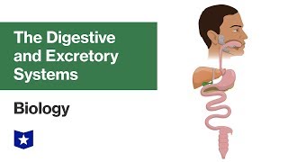 The Digestive and Excretory Systems  Biology [upl. by Anitnahs]