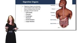 Introduction to the Digestive System [upl. by Nahc]