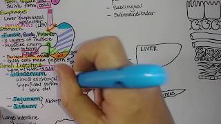 Digestive System  Summary [upl. by Hbaruas]