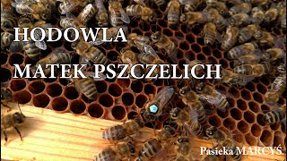 Hodowla matek pszczelich Podstawowe informacje [upl. by Shermy]