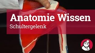 AnatomieWissen Schultergelenk [upl. by Bowers]