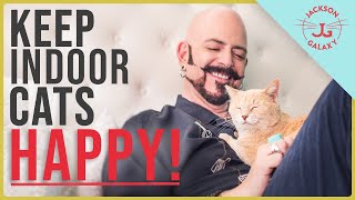 How to Keep Indoor Cats HAPPY [upl. by Elsilrac]