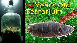 12 Year Old Terrarium  Life Inside a closed jar Over a decade in isolation [upl. by Ezekiel]