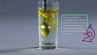 Pop Up Science Oil and Water [upl. by Hillary]