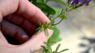 Harvesting Petunia Seeds  How To [upl. by Leirbag]