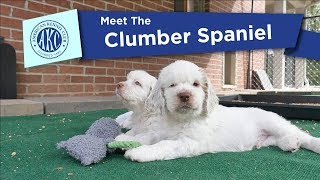 AKCs Meet the Clumber Spaniel [upl. by Evadne93]