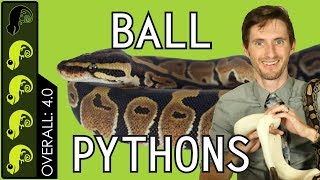 Ball Python The Best Pet Reptile [upl. by Analeh765]