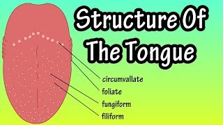 Structure Of The Tongue  Functions Of The Tongue  What Are Taste Buds [upl. by Akessej]