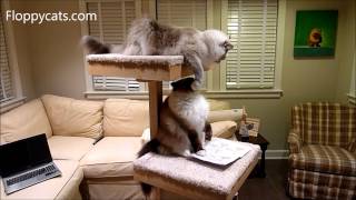 Cat Trees for Large Cats Cats Receive Cat Power Tower Modern Cat Tree for Review  ねこ  Floppycats [upl. by Christye]