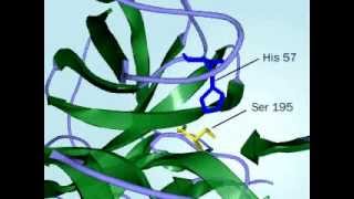 Chymotrypsin Mechanism of action of Chymptrypsin fully defined [upl. by Atinet]