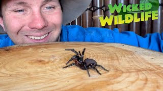 Worlds Most Venomous Spider The Sydney FunnelWeb [upl. by Aralk116]