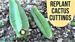 How To Plant Cereus Peruvianus Cactus Cuttings Florida [upl. by Onitnerolf110]