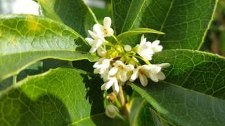 Fragrant Tea Olive Osmanthus Fragrans update on growth [upl. by Ruff]