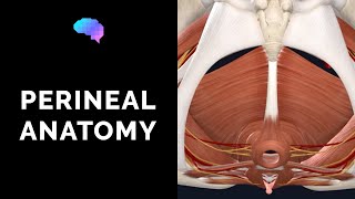 Anatomy of the Perineum 3D tutorial  UKMLA  CPSA  PLAB 2 [upl. by Nevins]