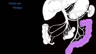 Hepatic portal system [upl. by Kramal]